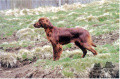 Pedigree POLKA DE L'ANSE DE TY ROUX Pedigree POLKA DE L'ANSE DE TY ROUX